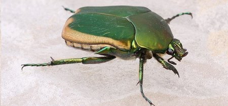 El primer insecto ciborg