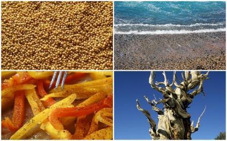 Tipos básicos de piel: grasa, normal, seca y mixta