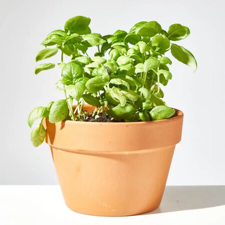 Imgi 34 Albahaca