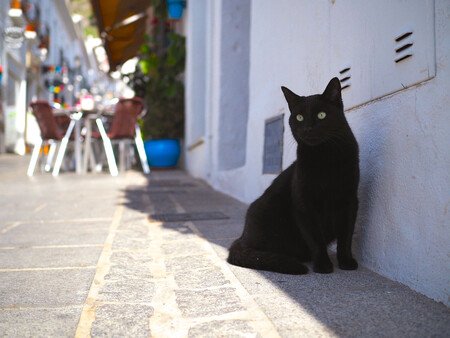 Gato Mijas