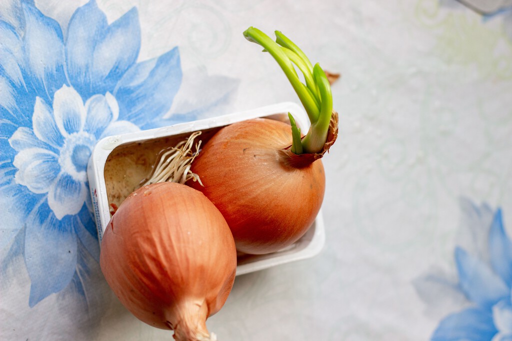 Los expertos en nutrición coinciden: las cebollas con brotes germinados son seguras para el consumo, pero pueden tener un sabor diferente