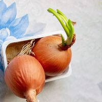 Los expertos en nutrición coinciden: las cebollas con brotes germinados son seguras para el consumo, pero pueden tener un sabor diferente 