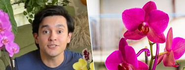 André Alonso, experto en plantas: "Para que las orquídeas florezcan necesitan notar una bajada de las temperaturas" 