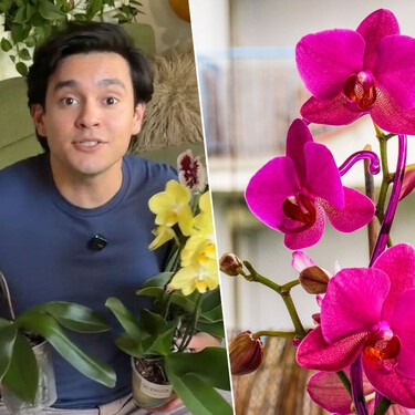 André Alonso, experto en plantas: "Para que las orquídeas florezcan necesitan notar una bajada de las temperaturas" 