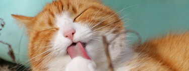 Los veterinarios confirman que si tu gato se acurruca en tu cabeza para dormir eres un afortunado, pero no busca absorber tu estrés 