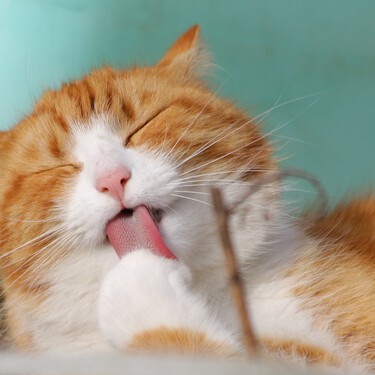 Los veterinarios confirman que si tu gato se acurruca en tu cabeza para dormir eres un afortunado, pero no busca absorber tu estrés 