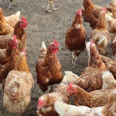 El Gobierno ha decretado el confinamiento de miles de aves para evitar la gripe aviar. Los huevos serán aún más caros