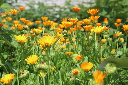 calenduala