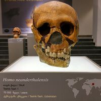 La extinción de los neandertales siempre ha sido un misterio. La ciencia cree ahora que siguen con nosotros