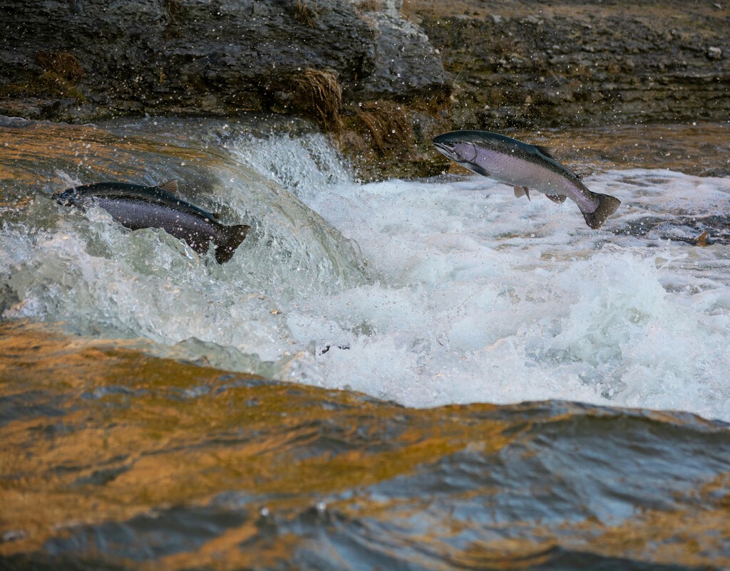 Los salmones nunca habían tardado tanto en llegar a Asturias. Y sí, es tan preocupante como parece