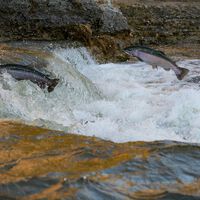 Los salmones nunca habían tardado tanto  en llegar a Asturias. Y sí, es tan preocupante como parece 