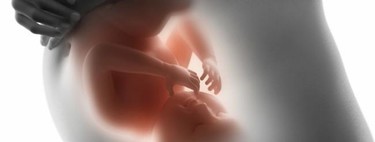 Así se forma y crece el bebé durante el embarazo: gráfico animado