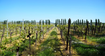 Vineyards 5096698 1920