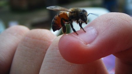 Alergias en los bebés: alergia a los insectos