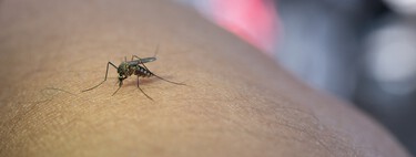 Llega a Aldi la lámpara de diseño que acaba con los mosquitos en casa o en la terraza sin usar productos químicos