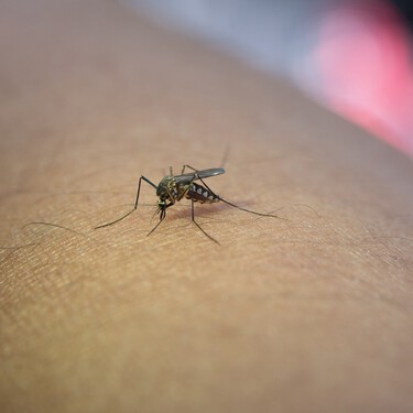 El inventazo de Aldi para acabar con los mosquitos en casa o en la terraza: una lámpara de diseño que aspira a estos insectos  