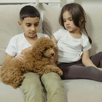 En CDMX ya no podrán negarte vivienda por tener hijos o mascotas: esta es la reforma histórica que cambiará todo 