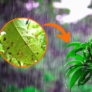 4 formas de proteger a las plantas de la intemperie y las granizadas para que no se rompan