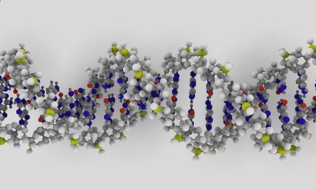 Un gen causante del enanismo