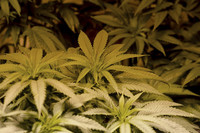 Los negocios (legales) del porro 
