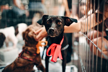 Perro en una tienda de animales