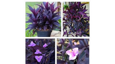 Tradescantia Pallida