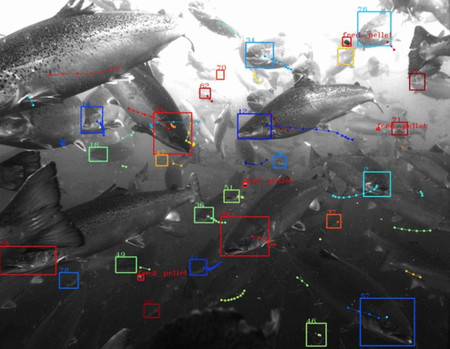 Google desarrolla un sistema de reconocimiento visual de peces para piscifactorías