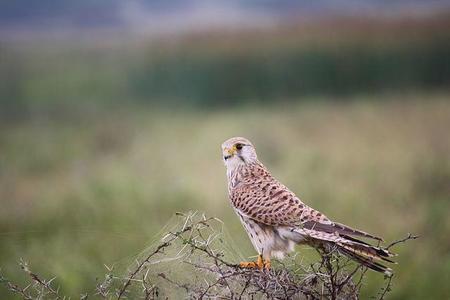 640px Commonkestrel