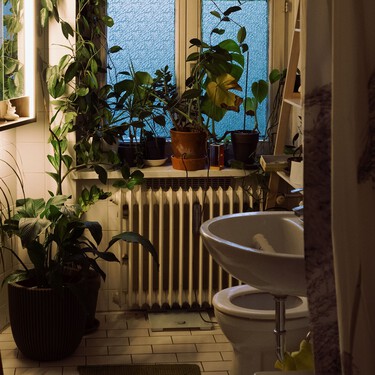 Lidl lanza el viernes 14 por menos de 3 euros la planta casi inmortal que purifica el aire, absorbe la humedad y vive con poca luz