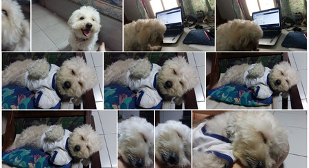 Google Fotos reconocerá a tus mascotas, y otros cambios en camino