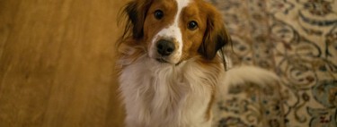 Los veterinarios lo tienen claro: este es el comportamiento que puede demostrar cuánto quiere realmente un perro a su dueño 