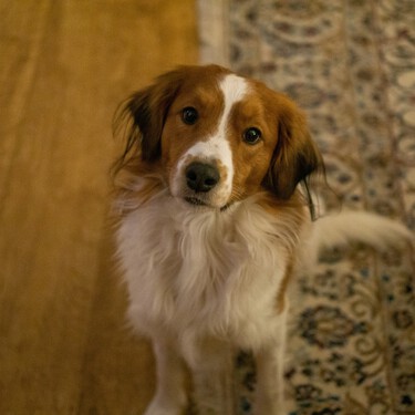 Los veterinarios lo tienen claro: este es el comportamiento que puede demostrar cuánto quiere realmente un perro a su dueño 
