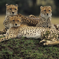 7 animais ferozes da natureza, mas que na verdade quase nunca atacam humanos 