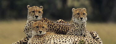 7 animais ferozes da natureza, mas que na verdade quase nunca atacam humanos 