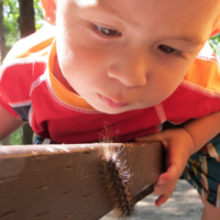 Ya están aquí las orugas procesionarias: cómo evitarlas y qué hacer en caso de contacto accidental