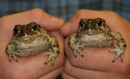 No siempre dos es mejor que uno