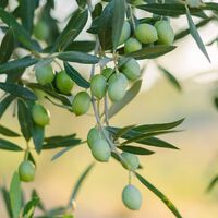 Ni Lidl ni Mercadona tienen aceite virgen extra tan barato: esta tienda lo vende a poco más de 6 euros el litro 