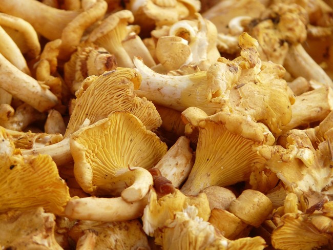 Chanterelles 9357 1280