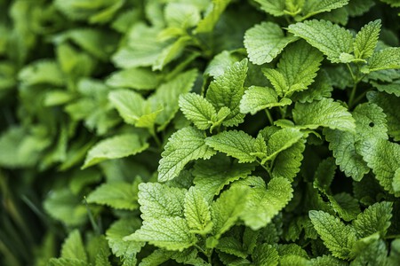 citronela
