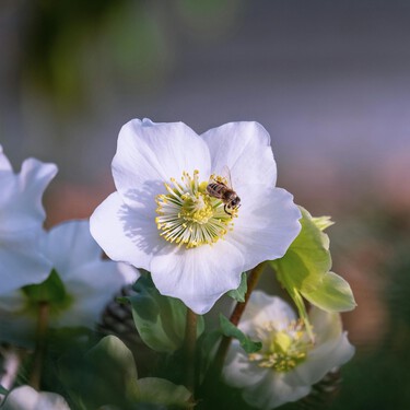 Aldi acaba de lanzar la alternativa de moda a la flor de Pascua y al cactus de Navidad: la espectacular Rosa de Navidad