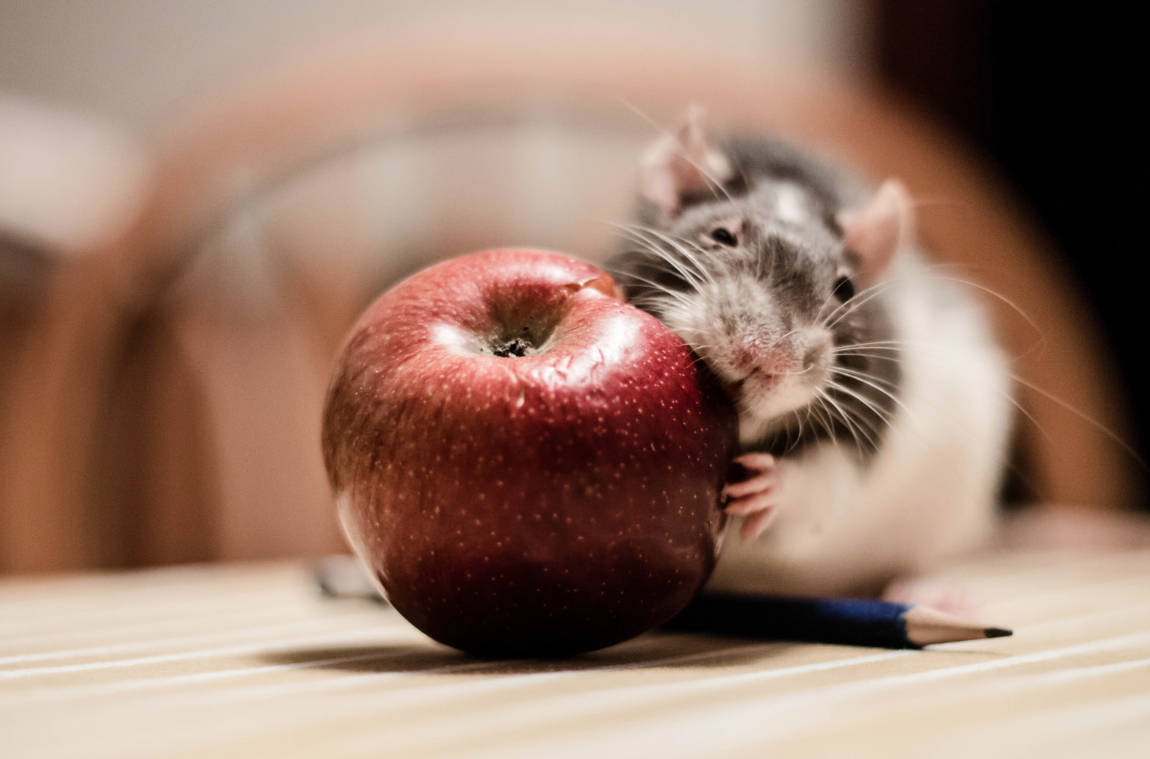 Proton RAT, otra demostración de que macOS es muy seguro pero no