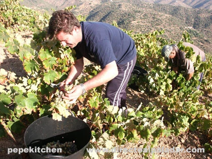 La vendimia en los montes de Málaga