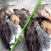 Abordando una de las discusiones más fascinantes de la filosofía: si hay “altruismo” entre los animales o no 