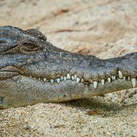 Cocodrilos marinos cruzan entre islas gracias a una técnica que los científicos acaban de confirmar 