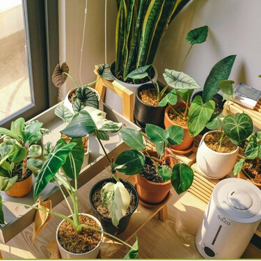 Cinco plantas de interior que hay que podar en marzo para que crezcan mejor en primavera 