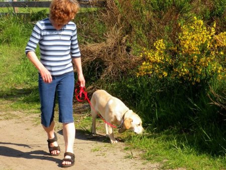 Tener un perro como mascota ayuda a ser más activos