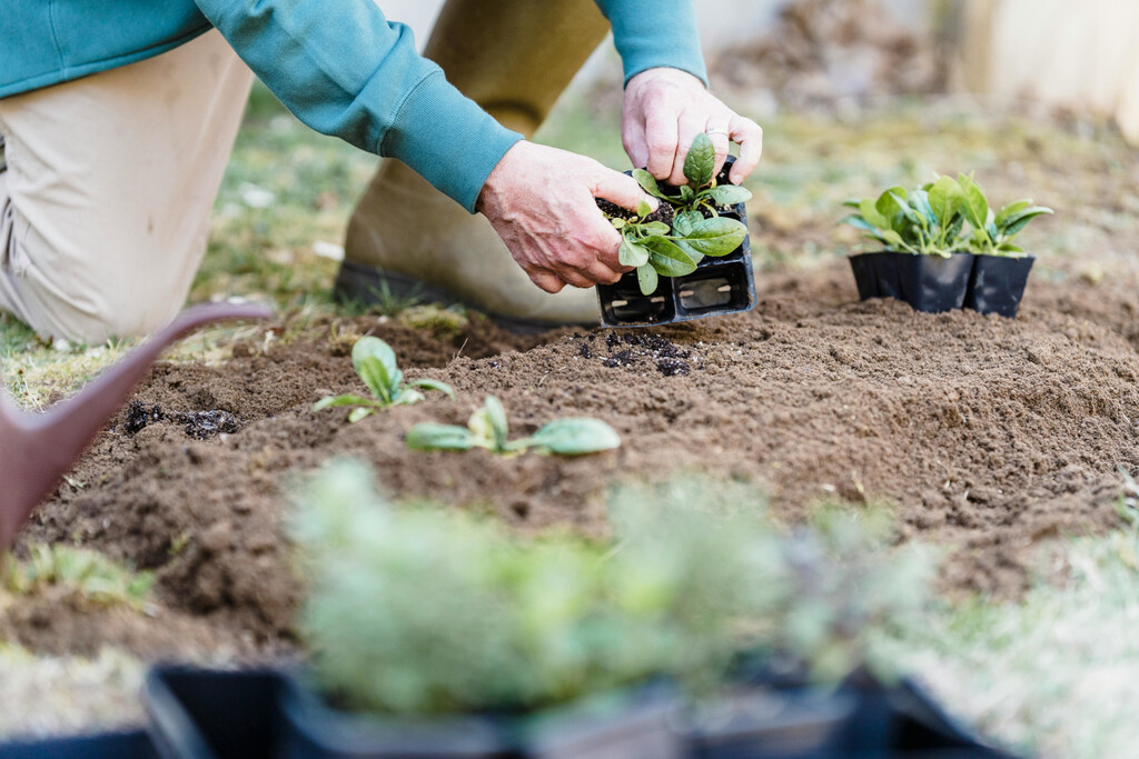 Esto es lo que tienes que plantar este septiembre: los mejores cultivos, plantas y flores de jardín y huerto este 2025 