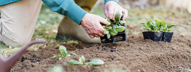 Estas son las plantas, flores y hortalizas que puedes plantas en septiembre en el huerto o en el jardín 