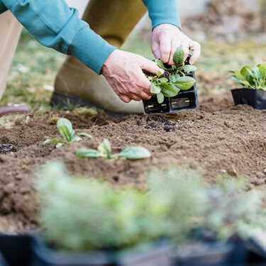 Estas son las plantas, flores y hortalizas que puedes plantas en septiembre en el huerto o en el jardín 