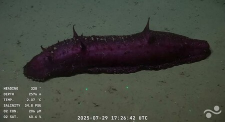 Batatita Benthodytes Violeta
